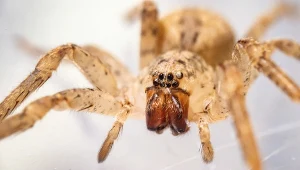 Pająk zwany Nosferatu (Zoropsis spinimana) skolonizował w krótkim czasie całe Niemcy. Zaczyna być widywany w Polsce