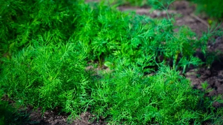 Koperek w warzywniku warto siać obok konkretnych warzyw. 