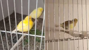 Wiedział, że robił źle. W mieszkaniu przetrzymywał chronione ptaki