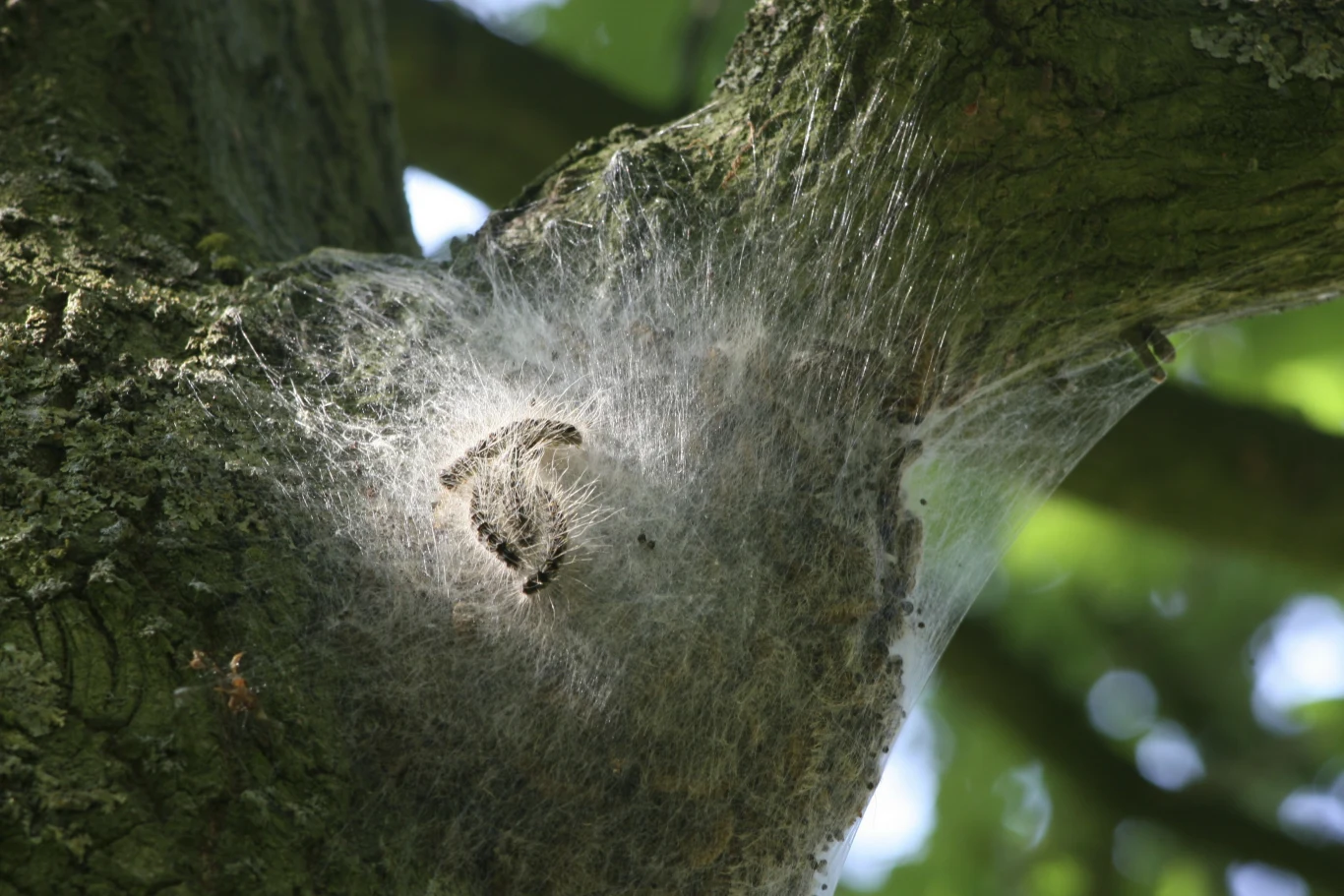 Ta gąsienica może być groźna dla człowieka. Wywołuje alergię. Kolonia gąsienic korowódki dębówki wewnątrz grubej pajęczyny rozciągniętej między konarami dębu.