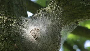 Ta gąsienica może być groźna dla człowieka. Wywołuje alergię.