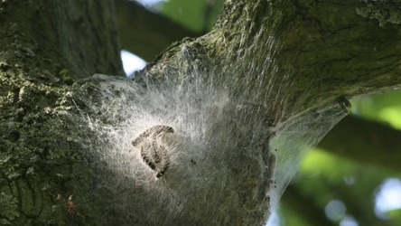 Ta gąsienica może być groźna dla człowieka. Wywołuje alergię.