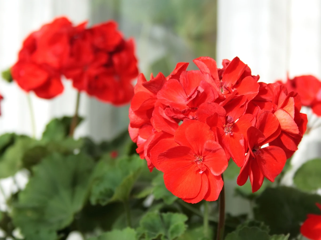 intensywnie czerwone kwiaty pelargonii z wyraźnymi płatkami na tle zielonych liści i rozmytego tła