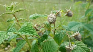 Szklanka pod maliny i masz wysyp owoców. Proste, ale niezawodne