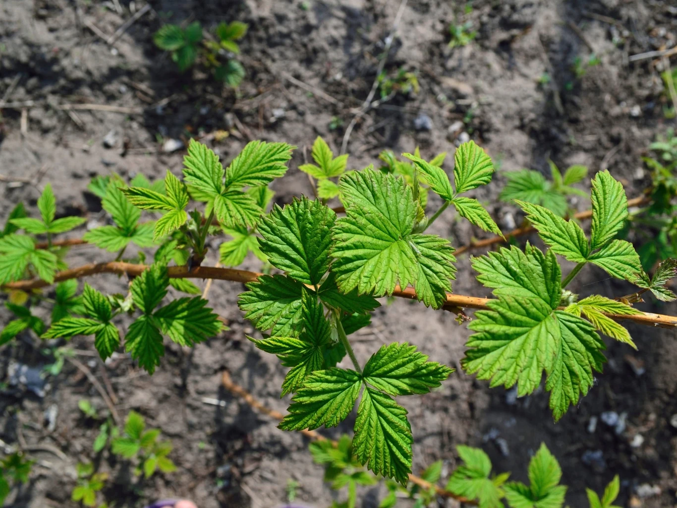 zielona gałązka maliny z charakterystycznymi, piłkowanymi liśćmi na tle suchej, ziemistej gleby