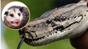 Dydelfy wirginijskie mają pomóc w walce z inwazyjnymi pytonami. W tym celu te muszą je zjeść