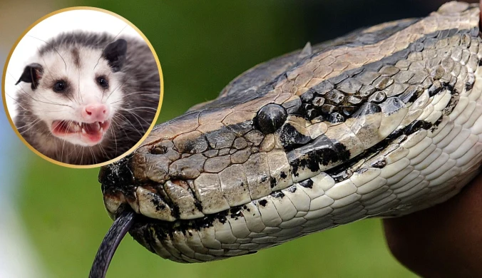 Dydelfy wirginijskie mają pomóc w walce z inwazyjnymi pytonami. W tym celu te muszą je zjeść