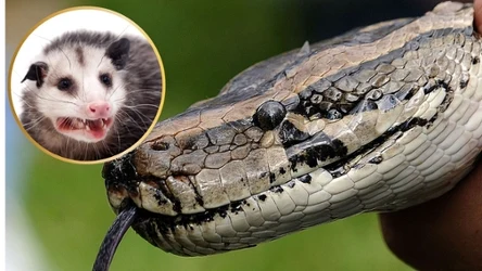 Dydelfy wirginijskie mają pomóc w walce z inwazyjnymi pytonami. W tym celu te muszą je zjeść