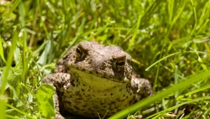 Co oznacza obecność żab i ropuch w ogrodzie?