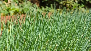 Regularne zbiory szczypiorku tylko go wzmacniają i stymulują do wzrostu.