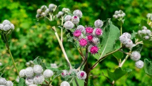 Łopian większy to interesująca roślina do ogrodu. Wykazuje wiele właściwości zdrowotnych i jest jadalna. 