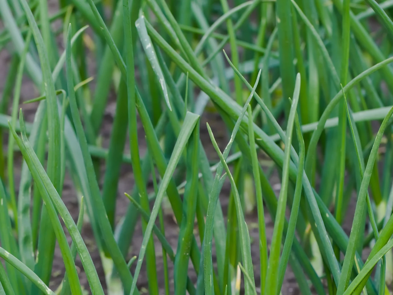 zielone liście cebuli rosnące gęsto na grządkach, wyraźnie widoczna świeża, zdrowa zieleń na tle ciemnej ziemi