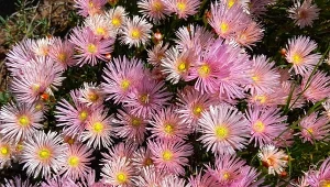 Kwitnie nawet 180 dni i na wiele kolorów. Kocha słońce, jest wytrzymała