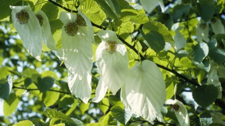 Drzewo chusteczkowe, czyli dawidia chińska, prezentuje się niesamowicie. Będzie ozdobą każdego ogrodu, jeśli tylko odpowiednio się o nią zadba.