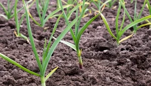 W kwietniu i maju syp pod czosnek. Główki będą zdrowe i duże jak piłki