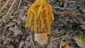 Naparstniczka czeska (Verpa bohemica) jest w Polsce objęta ochroną gatunkową, co oznacza zakaz jej zbioru i niszczenia siedlisk