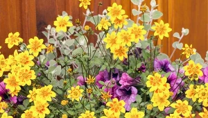 Wystaw donice na pełne słońce. Wypełnią się wodospadem kwiatów