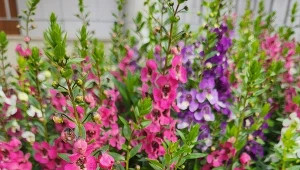 Angelonia jest mało wybredna i świetnie rośnie w pełnym słońcu.