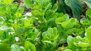 Soczysta jak ogórek i zdrowsza niż sałata. Każdy powinien wysiać