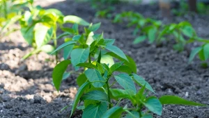 Sprawdź, co siać w duecie z papryką czy pomidorami.