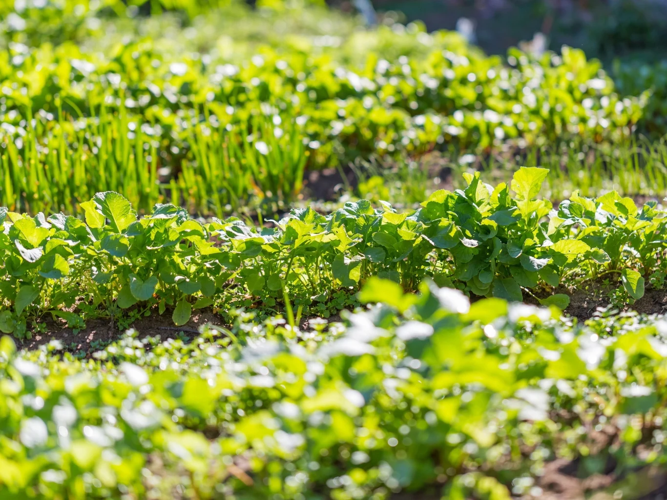równe grządki warzywne pokryte świeżą, zieloną roślinnością rosnącą na odkrytej, słonecznej ziemi