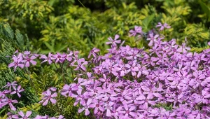 Posadź w pustych miejscach ogrodu. Wypiera chwasty, zastępuje trawnik