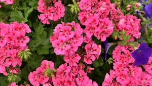 Jedna tabletka i po sprawie. Pelargonie zakwitną aż miło