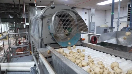 Nauka w paczce chipsów. Dlaczego naukowcy dążą do stworzenia idealnego ziemniaka