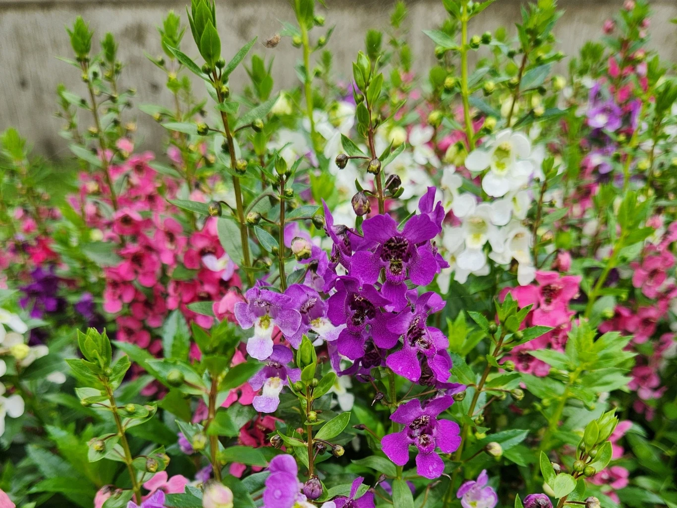 Fioletowe, różowe i białe kwiaty rosnące gęsto obok siebie, otoczone zielonymi liśćmi i łodygami, w tle delikatnie rozmyta betonowa ściana.