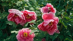 Piwonia drzewiasta to jedna z najdłużej żyjących roślin ozdobnych, którą możemy uprawiać w polskich ogrodach.