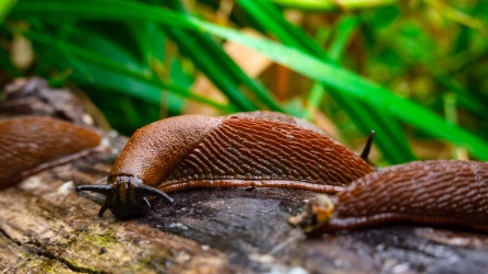 Ślimaki w ogrodzie mogą poczynić wielkie szkody. Sprawdź, czego użyć, by się ich pozbyć i ochronić uprawy.