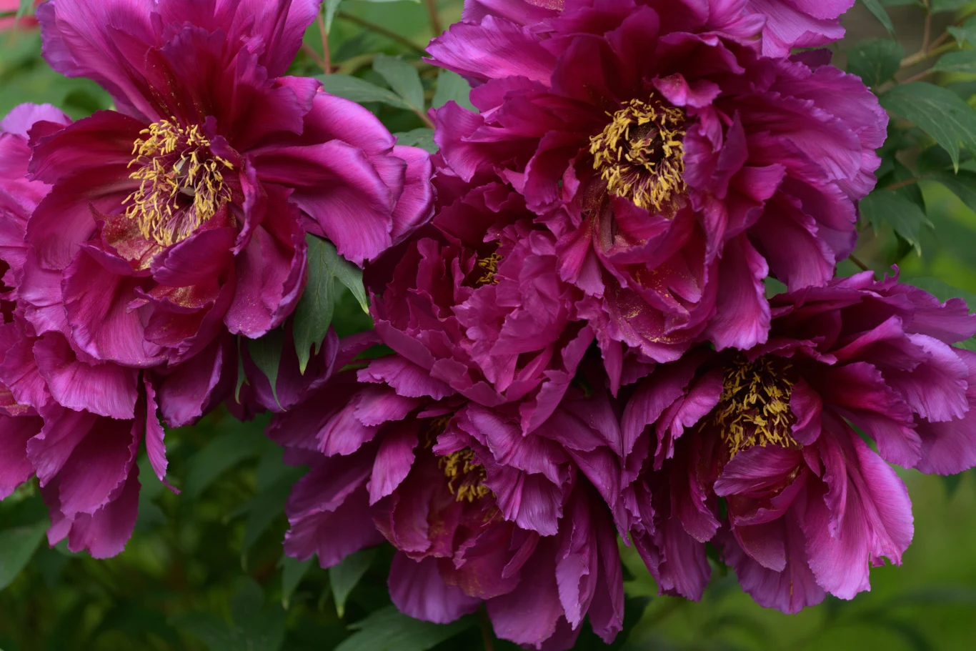 intensywnie fioletowe piwonie z dużą ilością płatków i żółtymi pręcikami pośrodku, otoczone zielonymi liśćmi