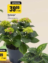Hortensja