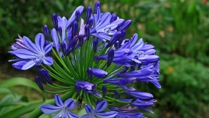 Kwiaty cebulowe do sadzenia w kwietniu. Latem urządzą w festiwal kolorów