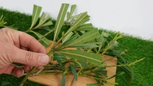 Oleandry jak na greckich wakacjach. Prosty sposób na rozmnożenie krzewu