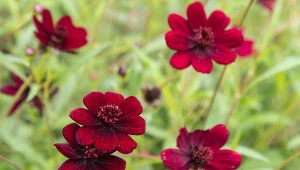 Kosmos czekoladowy ‘Atrosanguineus’ to jedna z najpiękniejszych odmian. 