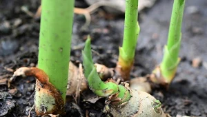 Czy imbir pomaga w walce z mszycami w ogrodzie?