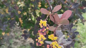 Nazywają go "hotelem dla kleszczy". Jest w co drugim, polskim ogrodzie