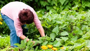 Grządka, która rośnie na zakopanym drewnie, po drugim roku jest już żyzna i można na niej sadzić wszystko.