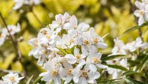 Jak uprawiać czojsię trójlistkową? 