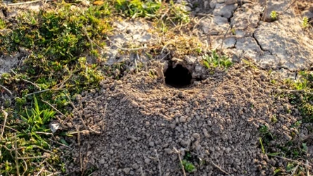 Widzisz w swoim ogrodzie sygnały, które wskazują na obecność turkucia podjadka? Tak możesz się z nim uporać.
