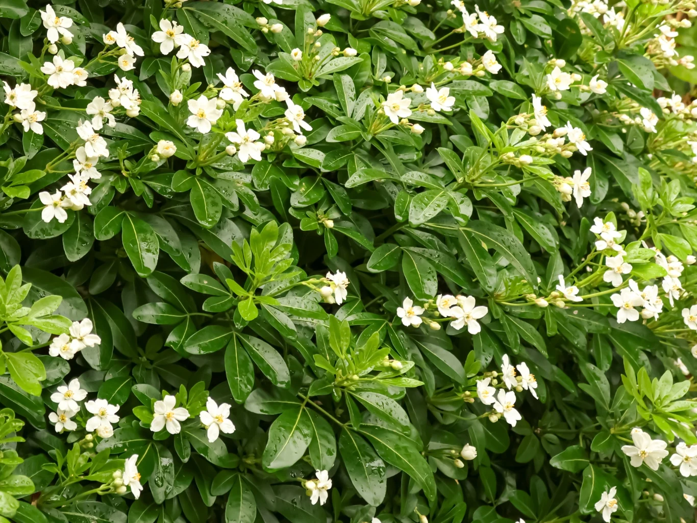 gęste, błyszczące, zielone liście ozdobione drobnymi, białymi kwiatami o pięciu płatkach, skupionymi w kępki na tle jednolitego kobierca roślinności