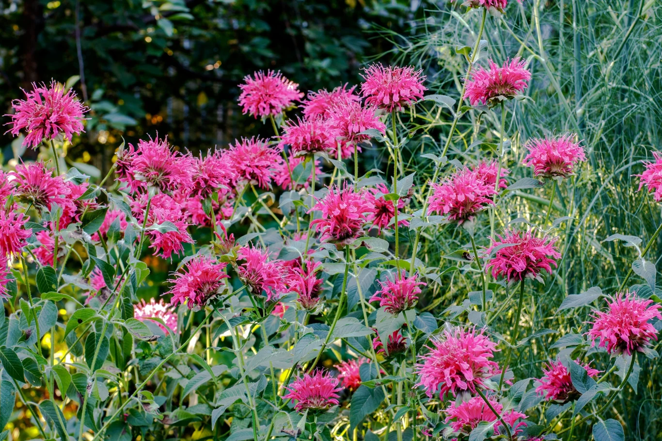 Grupa intensywnie różowych kwiatów monardy o postrzępionych płatkach, otoczona zielonymi liśćmi i wysoką trawą na drugim planie, z ciemnym, rozmytym tłem ogrodu.