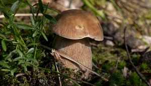 Jak znaleźć borowika usiatkowanego? Poradnik grzybiarza krok po kroku
