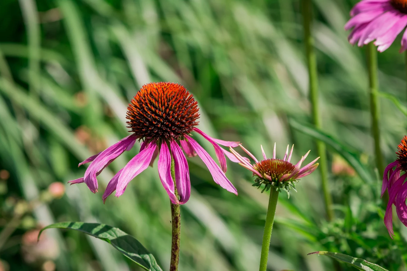 dwie purpurowe jeżówki o wyraźnych brązowo-pomarańczowych środkach na tle rozmytych zielonych liści