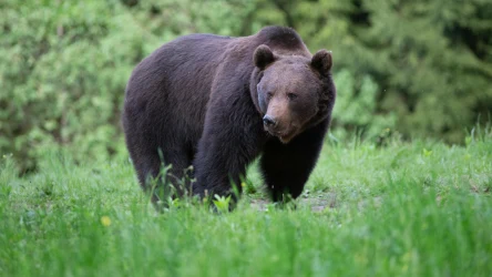 Niedźwiedzie brunatne rzadko atakują ludzi