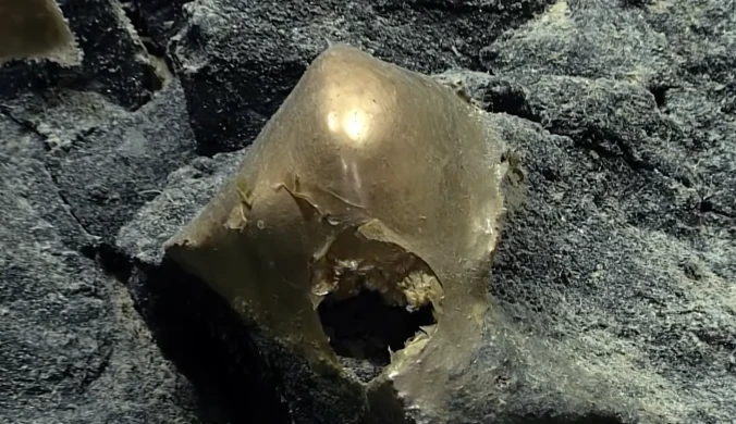 udało się ustalić czym są tajemnicze złote kule z dna morza koło Alaski