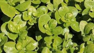 Soczysta jak ogórek i zdrowsza niż sałata. Każdy powinien wysiać