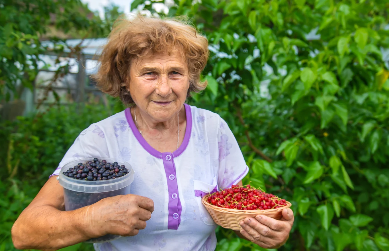 starsza kobieta w białej bluzce trzyma w rękach dwa pojemniki z owocami – w plastikowym pojemniku znajdują się ciemne jagody, a w wiklinowym koszyku czerwone porzeczki; w tle widoczne są zielone krzewy