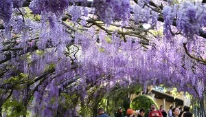 Natura potrafi zafundować nam najpiękniejsze widowiska. Tunel wisterii to jeden z przykładów